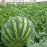 El sabor del verano llega a Europa con las primeras sandías cultivadas en los invernaderos solares del Sur de España