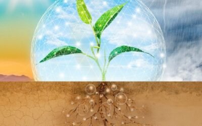 Seamac Rhizo, el nuevo bioestimulante de FMC potenciador del sistema radicular