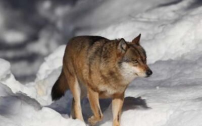 Los ingenieros agrónomos apoyan mantener el estatus de protección de lobo y su coexistencia con la ganadería extensiva