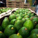 La campaña de aguacate viene marcada por los buenos precios debido a un fuerte tirón de la demanda y una cosecha corta