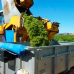 Insisten en la necesidad de fondos y medidas extraordinarias para la recuperación del sector vitivinícola