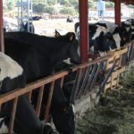 El futuro de la leche española, en manos de los consumidores: Pagando lo justo se beneficiaría a los ganaderos