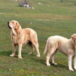 Demandan al Gobierno madrileño protección física y jurídica para los perros pastores, especialmente mastines porque no son mascotas