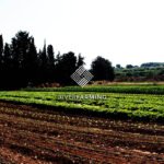 Los suelos agrícolas bajo manejo convencional contienen niveles de pesticidas hasta 10 veces más altos que los suelos de agricultura orgánica