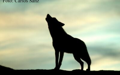 Miterd, CC.AA. y OPAs negociarán desde cero un nuevo plan de gestión y control de lobo y su coexistencia con la ganadería extensiva