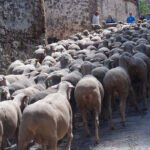 Piden crear una mesa interautonómica para la trashumancia para buscar vías para la armonización y agilización de los trámites