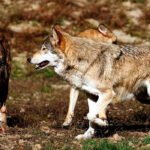 Frente autonómico de las CCAA más afectadas por el lobo en contra de la propuesta del Miteco de protegerlo