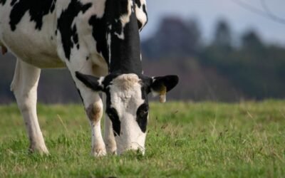 Los ganaderos con entregas de leche de vaca perforaron otro suelo y bajaron de los 12.000 en marzo pasado
