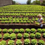 Fertiberia TECH lanza una línea de productos biotecnológicos para la agricultura ecológica: NEOFORCE Biocontrol