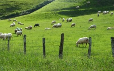 ¿Seguirá el ovino de leche los mismos pasos que el vacuno? José Antonio Turrado