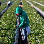 Aprobación de la PAC: El Parlamento Europeo impone vincular los pagos al cumplimiento de las condiciones laborales para cerrar un acuerdo