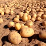 Arranca la campaña de recolección de la patata nueva andaluza con algo de retraso por las últimas heladas