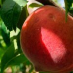 La cuarta tormenta de pedrisco en un mes en el campo valenciano daña muchos cultivos de frutas de hueso en La Ribera
