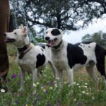 Rechazo al proyecto de Ley de Protección Animal andaluz: «Los perros de rehala no son ni animales de compañía ni mascotas»