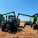 Los precios mayoristas de los cereales empiezan a hundirse con pérdidas de hasta seis euros en los dos tipos de trigo