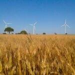 La sequía reduce la producción de cereal en Cádiz, en especial el trigo duro, a instan a vender a las cooperativas para salvar los precios