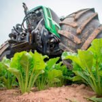 Azucarera recogerá 540.000 toneladas de remolacha líquida en Andalucía, en una campaña que empieza el día 26