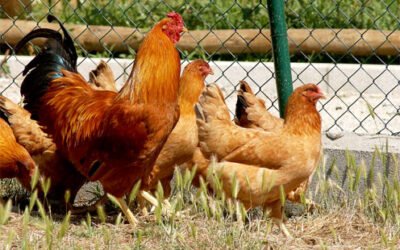 El MAPA impulsa la creación de un centro nacional de referencia de Bienestar Animal