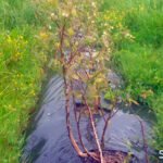 Seipasa obtiene en Portugal la ampliación de etiqueta del bioinsecticida Pirecris para el control de Drosophila en frutos rojos