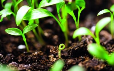SullicaB, el primer biofertilizante de Corteva Agriscience