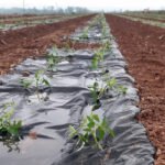 AN ensaya una innovadora solución en base a fibra de pino para sustituir el plástico agrícola en cultivos de tomates, pimientos y alcachofas