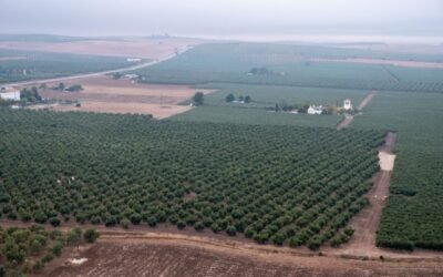 Las salidas de aceite de oliva al mercado superan ya el millón de toneladas