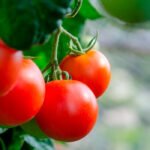 Lamentan que la dejadez de las administraciones provoca la pérdida del 16% de la superficie de tomate en Almería en 9 años