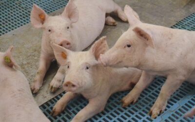 Tendencias en alojamientos porcinos. Bienestar animal y energía renovable para el futuro de la ganadería