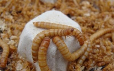 La UE aprueba la utilización del insecto Tenebrio Molitor para alimentación humana