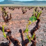 Piden zona catastrófica a los cultivos afectados por granizadas en CyL que pueden dejar con producción nula a muchas vitícolas