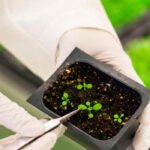 Piden transparencia y participación en el proceso de regulación sobre las nuevas técnicas genómicas