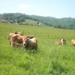 Castilla y León impedirá la entrada del ganado asturiano a sus pastos si no han sido saneado previamente con un margen de 30 días