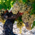 Cerca de 3.000 viticultores andaluces afectados por la Covid solicitan ayudas por valor de 4 millones