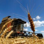 Pese a la incertidumbre, sigue el buen momento y vuelven a subir los precios mayoristas de los cereales a excepción del trigo duro