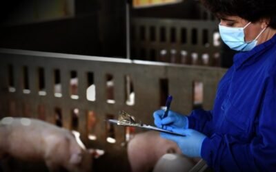 El sector porcino sale al paso de las críticas sobre su modelo de producción