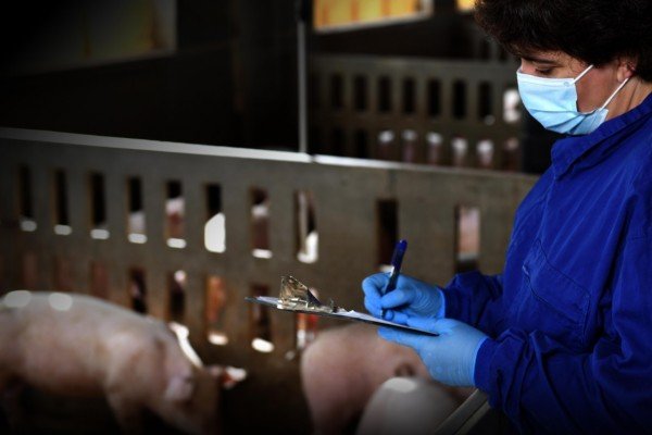 El sector porcino sale al paso de las críticas sobre su modelo de producción