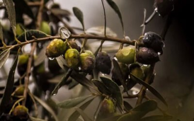 Andalucía eleva las ayudas a seguros agrarios hasta los 11 millones de euros