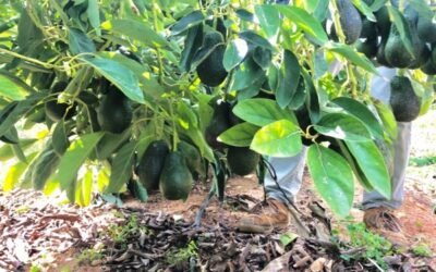 Gran demanda y cosecha corta en la campaña del aguacate, según ASAJA
