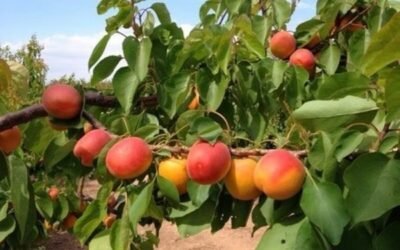 La previsión de producción europea de albaricoque se hunde al mínimo en 30 años