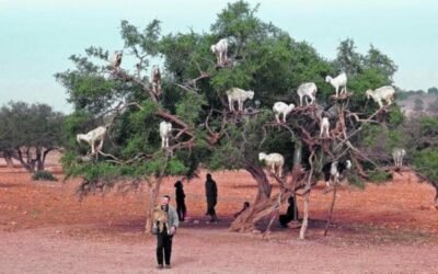 ¿Y si el futuro estuviera en los cultivos NUS?* Por Eduardo Moyano Estrada (IESA-CSIC).