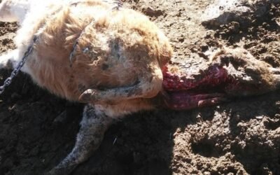 Las OPAs ven “sorprendente” el proyecto de orden para incluir el lobo en el LESPRE y exigen su retirada inmediata