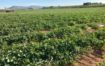 La Interprofesional de Melón y Sandía de CLM recomienda prudencia en las siembras