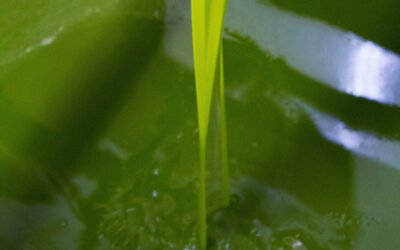 Nuevo servicio de formación y asesoramiento para la elaboración de aceites de alta gama