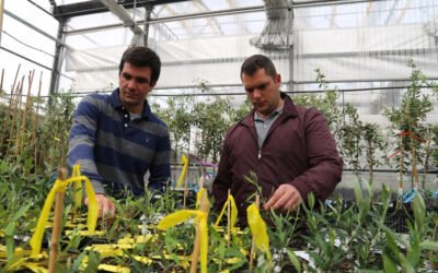 El injerto de olivos para combatir la verticilosis no pasa por la prueba en campo