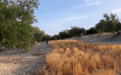 La potencialidad medioambiental y económica de la diversificación en el olivar