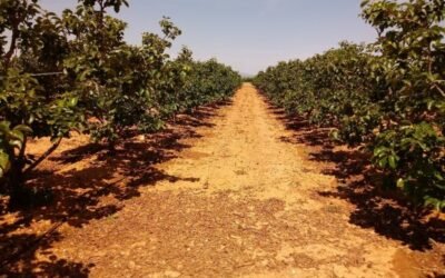 Cambio climático e industrialización incrementaron el estrés hídrico en la agricultura española en el último siglo