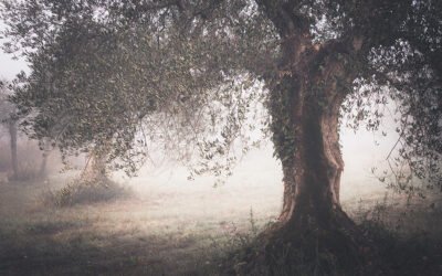 Viabilidad económica de diferentes variedades y especies de frutales en relación a su necesaria acumulación de frío