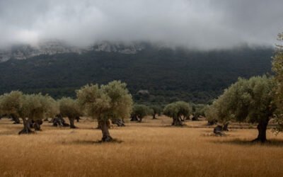 El cambio climático y la industrialización han incrementado el estrés hídrico en la agricultura española en el último siglo