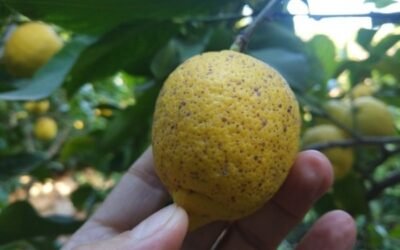 Situación fitosanitaria del limonero en la Región de Murcia