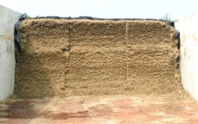 Conservación del maíz forrajero: el papel de los aditivos en el ensilado